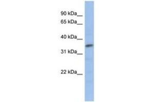 Image no. 1 for anti-Myogenic Factor 5 (MYF5) (AA 71-120) antibody (ABIN6735797) (MYF5 抗体  (AA 71-120))