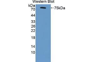 Western blot analysis of the recombinant protein. (SCARB1 抗体  (AA 33-440))