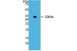 Detection of Recombinant GIF, Mouse using Polyclonal Antibody to Gastric Intrinsic Factor (GIF) (Intrinsic Factor 抗体  (AA 31-288))