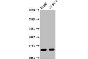 Western Blot Positive WB detected in HepG2 whole cell lysate 83H-SY5Y whole cell lysate All lanes Mono-methyl-Histone H3. (Recombinant HIST1H3A 抗体  (H3R128me))