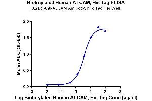 ELISA image for Activated Leukocyte Cell Adhesion Molecule (ALCAM) (AA 28-526) protein (His-Avi Tag,Biotin) (ABIN7273818)