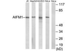 Western blot analysis of extracts from HuvEc cells/HepG2 cells/HeLa cells/Jurkat cells, using AIFM1 Antibody. (AIF 抗体  (AA 51-100))