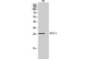 Western Blotting (WB) image for anti-Tumor Necrosis Factor (Ligand) Superfamily, Member 8 (TNFSF8) (Internal Region) antibody (ABIN3181461) (TNFSF8 抗体  (Internal Region))