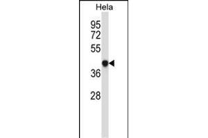 GRINA Antibody (Center) (ABIN657481 and ABIN2846508) western blot analysis in Hela cell line lysates (35 μg/lane). (GRINA 抗体  (AA 131-158))