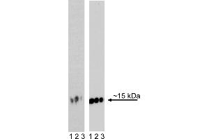 Western Blotting (WB) image for anti-H2A Histone Family, Member X (H2AFX) (pSer139) antibody (ABIN967669) (H2AFX 抗体  (pSer139))