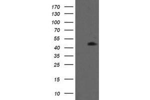 Image no. 1 for anti-Mitogen-Activated Protein Kinase Kinase 1 (MAP2K1) antibody (ABIN1499377) (MEK1 抗体)