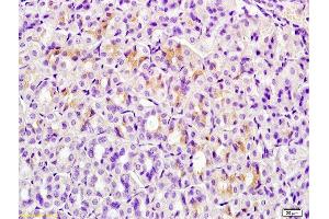 Formalin-fixed and paraffin embedded mouse stomach tissue labeled with Anti-ERG25 Polyclonal Antibody, Unconjugated  at 1:200 followed by conjugation to the secondary antibody and DAB staining (SC4MOL 抗体  (AA 131-230))