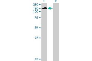 Western Blot analysis of SNX13 expression in transfected 293T cell line by SNX13 MaxPab polyclonal antibody. (SNX13 抗体  (AA 1-957))