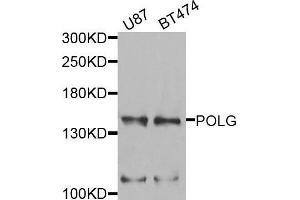 Western blot analysis of extracts of U87 and BT474 cells, using POLG antibody. (POLG 抗体)