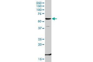 Western Blotting (WB) image for anti-Tumor Necrosis Factor Receptor Superfamily, Member 1B (TNFRSF1B) (AA 1-461) antibody (ABIN521020)
