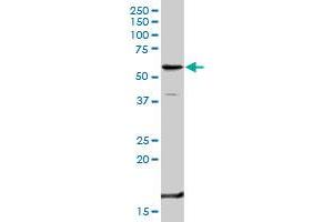 TNFRSF1B MaxPab rabbit polyclonal antibody. (TNFRSF1B 抗体  (AA 1-461))