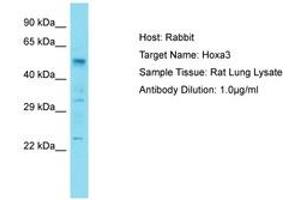 Image no. 1 for anti-Homeobox A3 (HOXA3) (AA 301-350) antibody (ABIN6750257) (HOXA3 抗体  (AA 301-350))