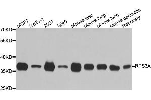 Western blot analysis of extracts of various cell lines, using RPS3A antibody (ABIN5973489) at 1/1000 dilution. (RPS3A 抗体)