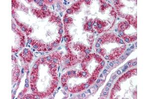 Anti-HOXA5 antibody IHC staining of human kidney. (HOXA5 抗体  (C-Term))