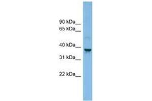 Image no. 1 for anti-Solute Carrier Family 30 (Zinc Transporter), Member 3 (Slc30a3) (AA 179-228) antibody (ABIN6744754) (Slc30a3 抗体  (AA 179-228))