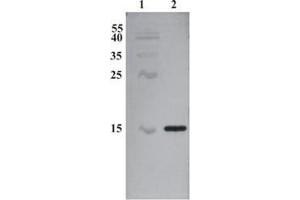 Western Blot testing of anti-CDNF monoclonal antibody (7D6). (CDNF 抗体)