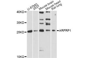 Western blot analysis of extracts of various cell lines, using ARFRP1 antibody. (ARFRP1 抗体)