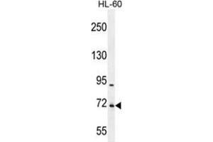 WDR93 Antibody (C-term) western blot analysis in HL-60 cell line lysates (35 µg/lane). (WDR93 抗体  (C-Term))