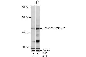 Western blot analysis of extracts of 293T cells, using Phospho-SMO-S611/615/616 antibody (ABIN7270378) at 1:1000 dilution. (SMO 抗体  (pSer611, pSer615, pSer616))
