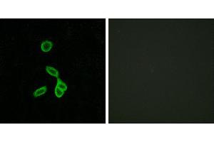 Peptide - +Immunofluorescence analysis of LOVO cells, using GALR1 antibody. (Galanin Receptor 1 抗体  (Internal Region))