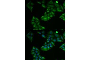 Immunofluorescence analysis of U2OS cells using TXN2 antibody. (TXN2 抗体  (AA 1-166))