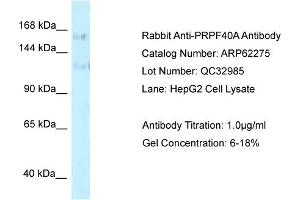 Western Blotting (WB) image for anti-PRP40 Pre-mRNA Processing Factor 40 Homolog A (PRPF40A) (C-Term) antibody (ABIN2789096) (PRPF40A 抗体  (C-Term))