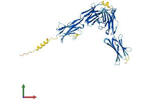 Protein Structure (PS) image for Butyrophilin-Like 2 (MHC Class II Associated) (BTNL2) (AA 1-454) protein (His tag) (ABIN7562541)