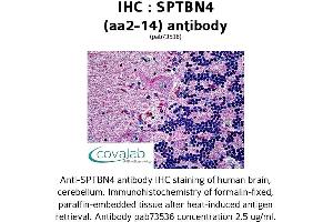 Image no. 1 for anti-Spectrin Beta, Non-Erythrocytic 4 (SPTBN4) (AA 2-14) antibody (ABIN1739626) (SPTBN4 抗体  (AA 2-14))