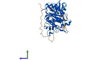 AlphaFold protein structure predicition of Mouse Recombinant Atg4a Protein, UniprotID Q8C9S8 (ATG4A Protein (AA 1-396) (His tag))