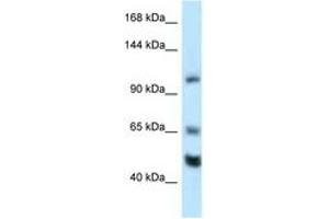 Image no. 1 for anti-RE1-Silencing Transcription Factor (REST) (AA 20-69) antibody (ABIN6747430) (REST 抗体  (AA 20-69))