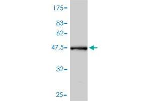 Western Blot detection against Immunogen (44. (CRYAB 抗体  (AA 1-175))