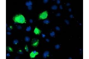 Immunofluorescence (IF) image for anti-Lipoprotein Lipase (LPL) (AA 28-475) antibody (ABIN1491320) (Lipoprotein Lipase 抗体  (AA 28-475))