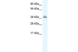 KCTD13 antibody used at 0. (KCTD13 抗体  (N-Term))