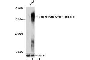 Western blot analysis of extracts of A-431 cells, using Phospho-EGFR-Y1068 Rabbit mAb (ABIN7266986) at 1:1000 dilution. (EGFR 抗体  (pTyr1068))
