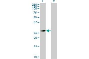 Western Blot analysis of TSSK3 expression in transfected 293T cell line by TSSK3 MaxPab polyclonal antibody. (TSSK3 抗体  (AA 1-268))