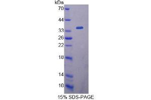 SDS-PAGE analysis of Human EIF4A1 Protein.