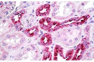 Anti-REN / Renin antibody IHC staining of human kidney, tubules. (Renin 抗体)