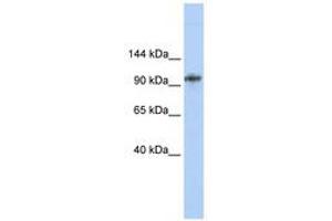 Image no. 1 for anti-Bobby Sox Homolog (BBX) (AA 720-769) antibody (ABIN6740329) (BBX 抗体  (AA 720-769))