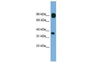 PCDHB15 antibody used at 1 ug/ml to detect target protein. (PCDHB15 抗体  (N-Term))
