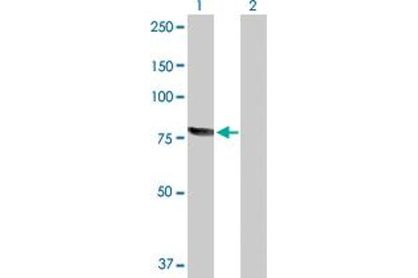 RecQ Protein-Like (DNA Helicase Q1-Like) (RECQL) (AA 1-649) antibody