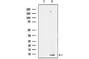 anti-phosphodiesterase 6G, CGMP-Specific, Rod, gamma (PDE6G) (Internal Region) antibody