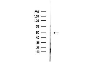 Western blot analysis of lysates from PC12 cells(heat-shock,45 min treatment), using TE Antibody at 1/1000 dilution.