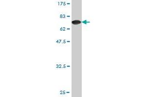 Western Blotting (WB) image for anti-Tubulin, alpha 4a (TUBA4A) (AA 1-448) antibody (ABIN563289)