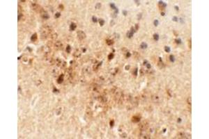 Immunohistochemistry of NEUCRIN in mouse brain tissue with NEUCRIN antibody at 5 ug/mL. (DRAXIN 抗体  (C-Term))