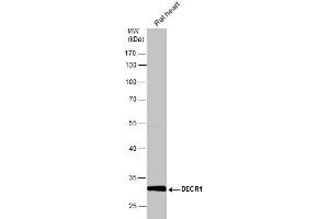 WB Image Rat tissue extract (50 μg) was separated by 10% SDS-PAGE, and the membrane was blotted with DECR1 antibody , diluted at 1:10000. (DECR1 抗体)