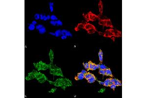 Immunocytochemistry/Immunofluorescence analysis using Mouse Anti-O-GalNAC Monoclonal Antibody, Clone 9B9 . (O-GalNAC 抗体 (Biotin))