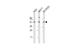 Western Blot at 1:2000 dilution Lane 1: A431 whole cell lysate Lane 2: MCF-7 whole cell lysate Lane 3: SH-SY5Y whole cell lysate Lysates/proteins at 20 ug per lane. (NEK3 抗体  (AA 331-361))