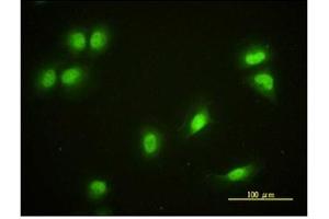 Immunofluorescence (IF) image for anti-Cryptochrome 1 (Photolyase-Like) (CRY1) antibody (ABIN781975) (CRY1 抗体)