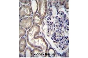 STIM2 Antibody (N-term) (ABIN656476 and ABIN2845756) immunohistochemistry analysis in formalin fixed and paraffin embedded human kidney tissue followed by peroxidase conjugation of the secondary antibody and DAB staining. (Stim2 抗体  (N-Term))