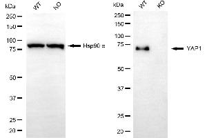 anti-Yes-Associated Protein 1 (YAP1) antibody